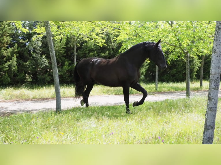 PRE Hengst 10 Jahre 180 cm Rappe in NAVAS DEL MADRONO