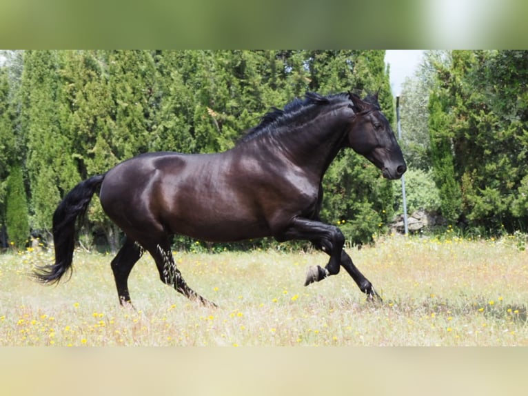 PRE Hengst 10 Jahre 180 cm Rappe in NAVAS DEL MADRONO