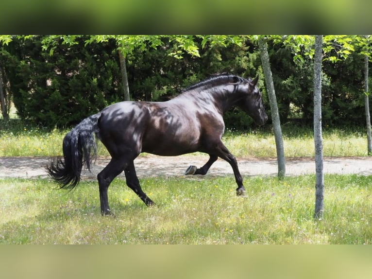 PRE Hengst 10 Jahre 180 cm Rappe in NAVAS DEL MADRONO