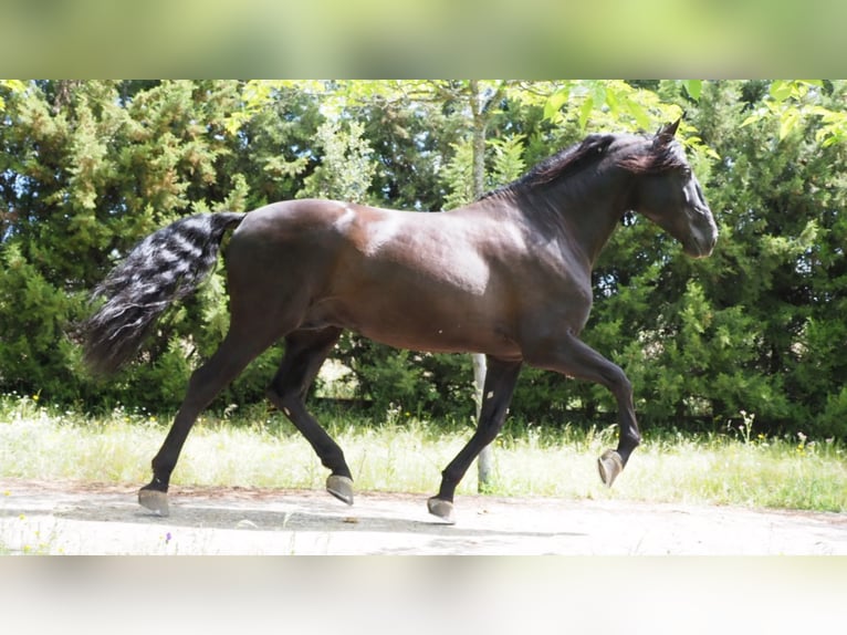 PRE Hengst 10 Jahre 180 cm Rappe in NAVAS DEL MADRONO