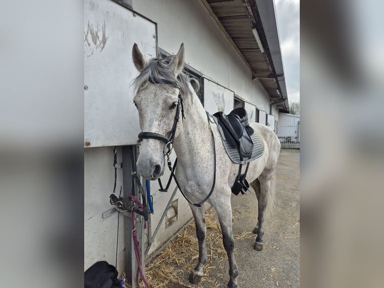 PRE Mix Hengst 11 Jaar 160 cm Vliegenschimmel in Hem
