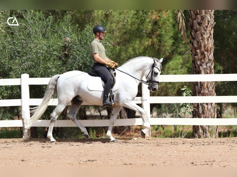 PRE Hengst 11 Jaar 161 cm Schimmel in Puerto Lumbreras