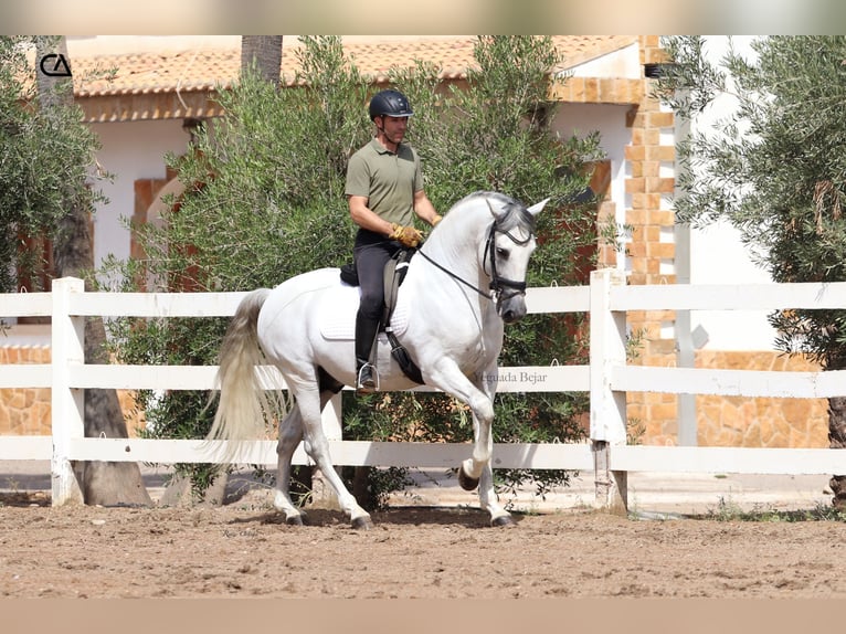 PRE Hengst 11 Jaar 161 cm Schimmel in Puerto Lumbreras