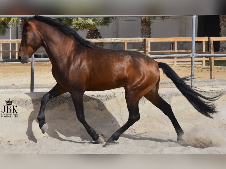 PRE Mix Hengst 11 Jaar 162 cm Bruin in Tabernas Almeria