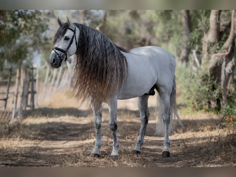 PRE Mix Hengst 11 Jaar 164 cm in Jerez de la Frontera