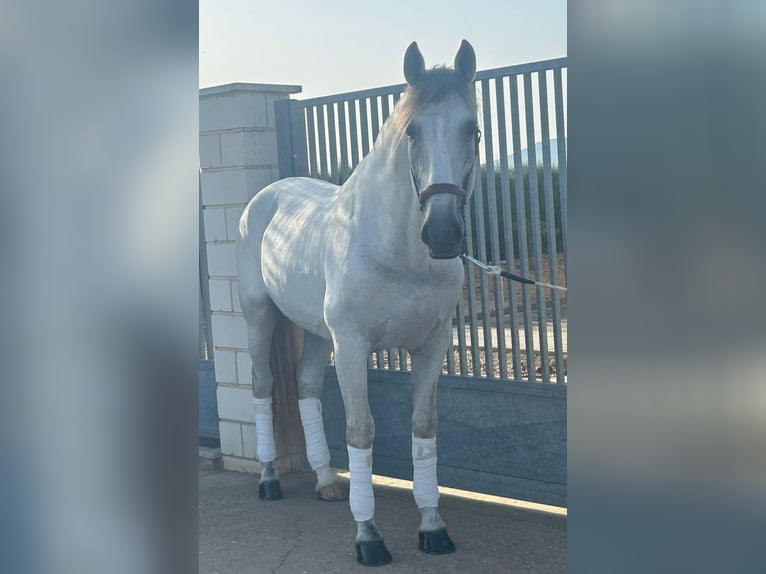 PRE Mix Hengst 11 Jaar 166 cm Appelschimmel in Martfeld