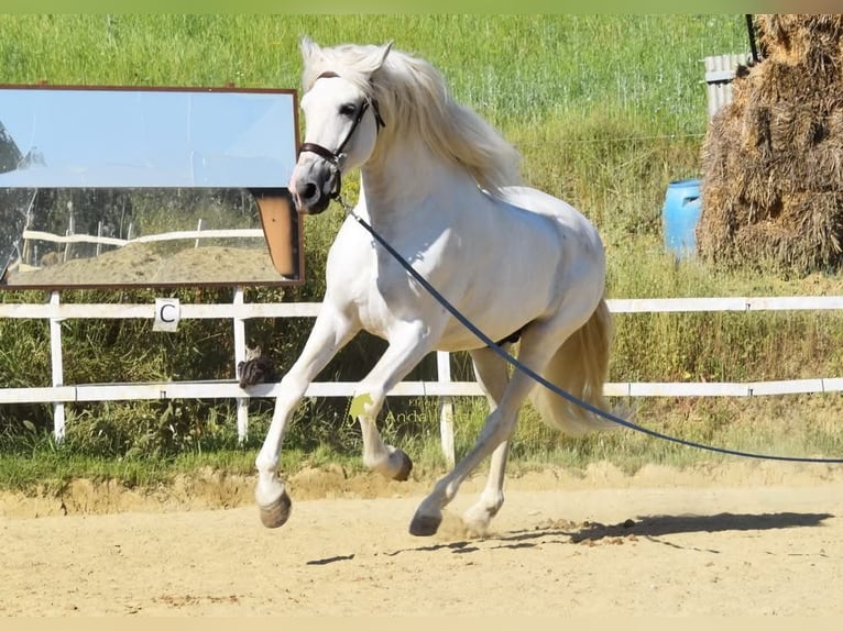 PRE Hengst 11 Jaar 166 cm Schimmel in Provinz Malaga