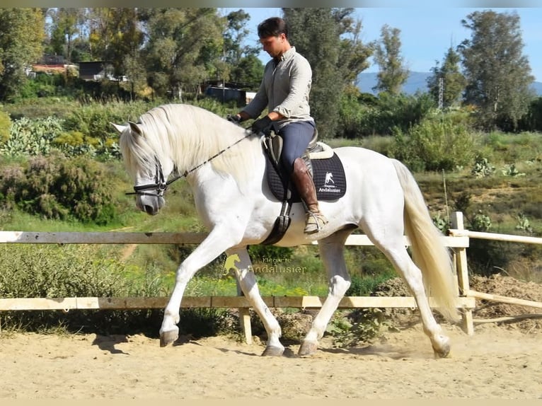 PRE Hengst 11 Jaar 166 cm Schimmel in Provinz Malaga