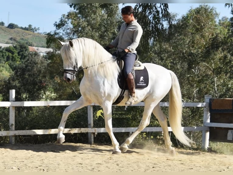 PRE Hengst 11 Jaar 166 cm Schimmel in Provinz Malaga