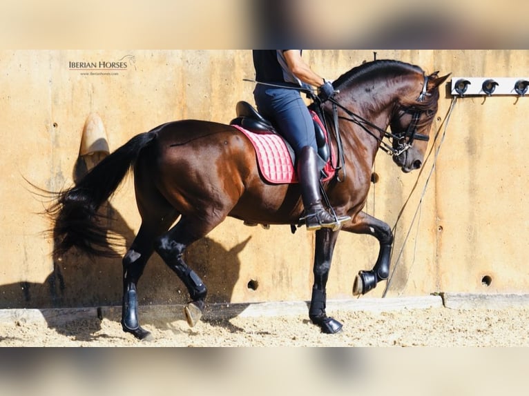 PRE Mix Hengst 11 Jaar 167 cm Roodbruin in NAVAS DEL MADRONO