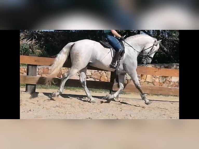 PRE Hengst 11 Jaar 168 cm Schimmel in Tarifa