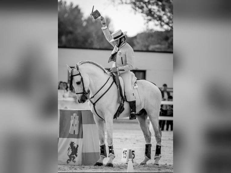 PRE Hengst 11 Jaar 168 cm Schimmel in Jerez De La Frontera