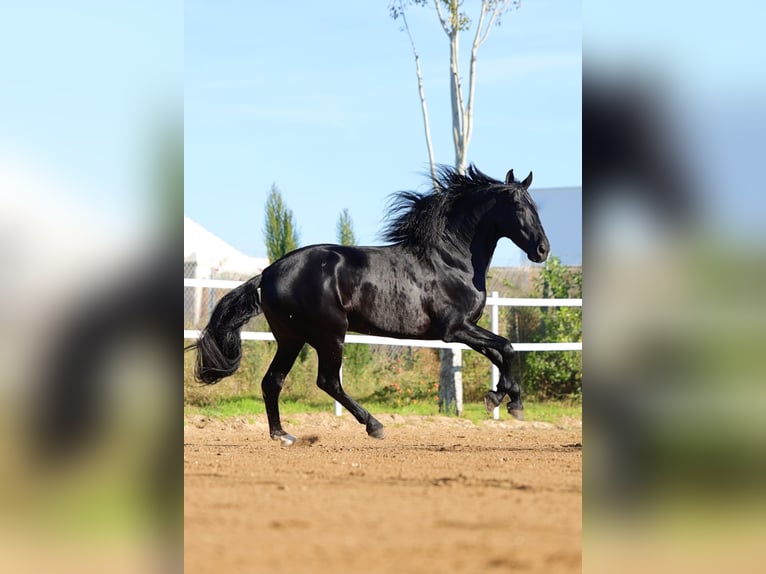 PRE Mix Hengst 11 Jaar 170 cm Zwart in Leon