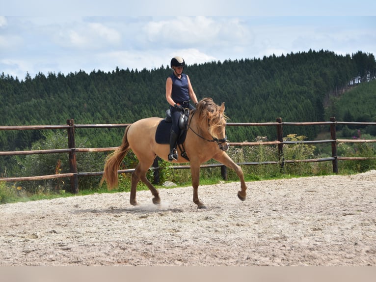 PRE Mix Hengst 11 Jaar 171 cm Pearl in Dochamps