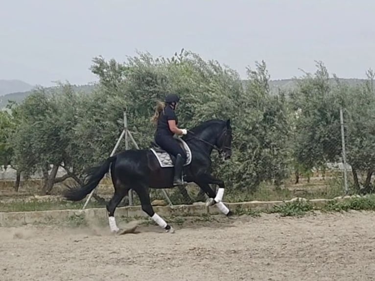 PRE Mix Hengst 11 Jaar 173 cm Zwart in Granada