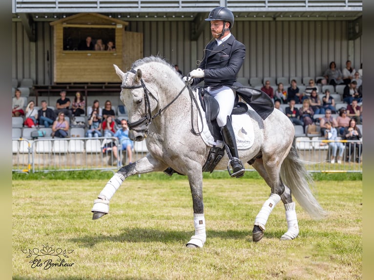 PRE Mix Hengst 11 Jahre 160 cm in Martfeld