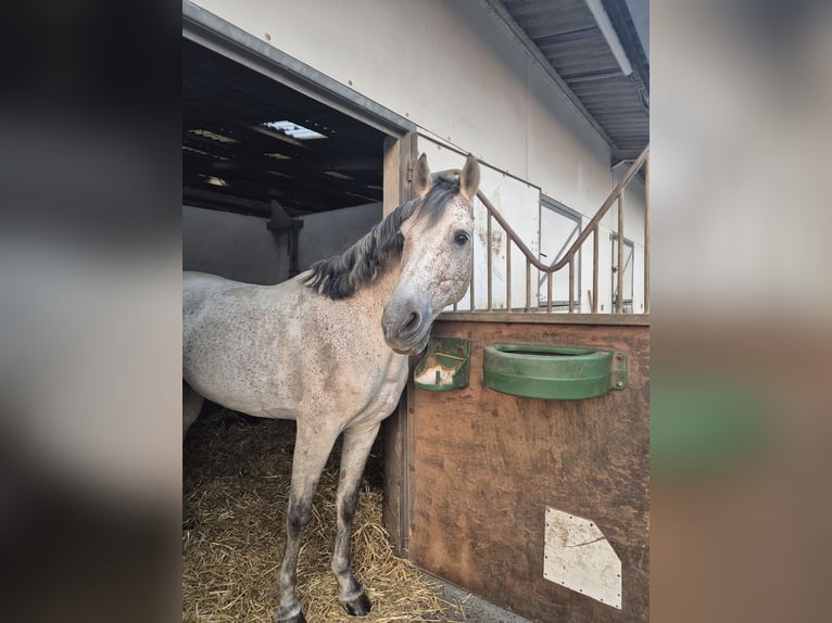 PRE Mix Hengst 11 Jahre 160 cm Fliegenschimmel in Hem