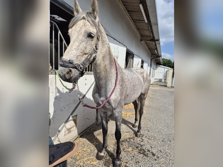 PRE Mix Hengst 11 Jahre 160 cm Fliegenschimmel in Hem