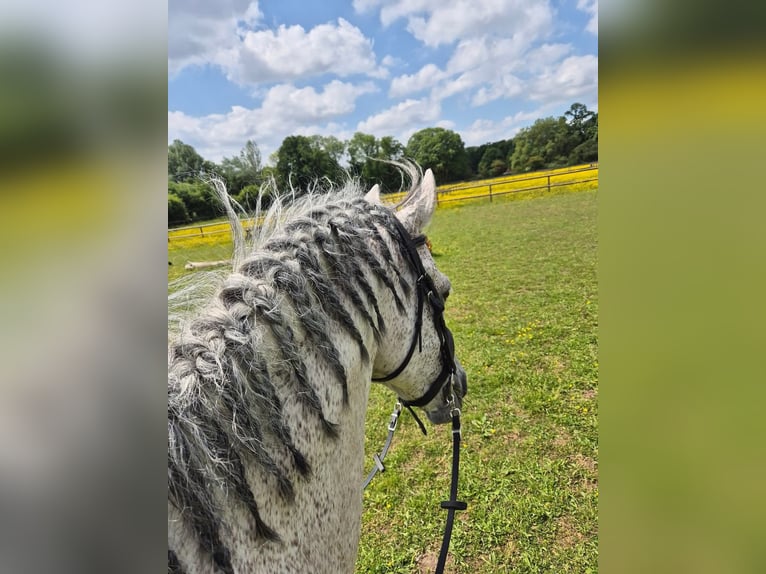 PRE Mix Hengst 11 Jahre 160 cm Fliegenschimmel in Hem