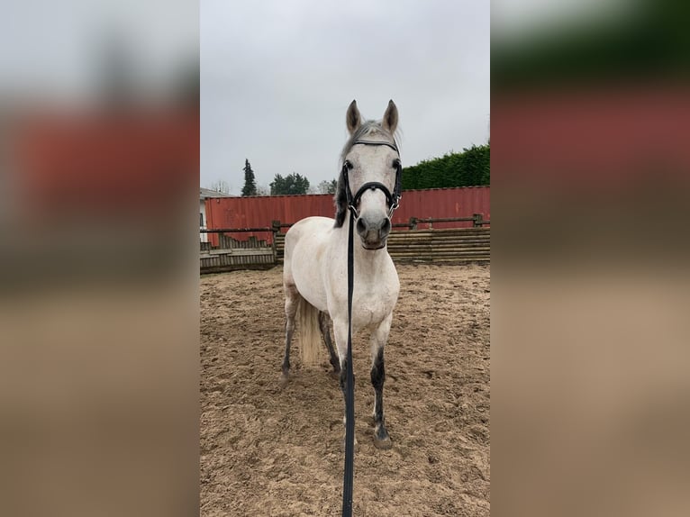 PRE Mix Hengst 11 Jahre 160 cm Fliegenschimmel in Hem