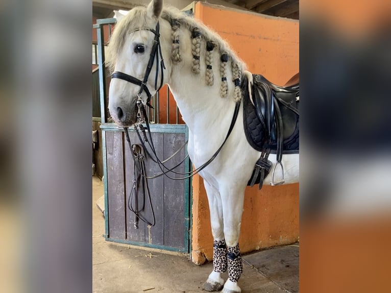 PRE Hengst 11 Jahre 160 cm Schimmel in Lurano