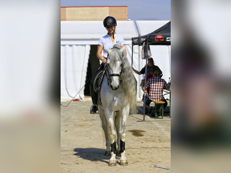 PRE Hengst 11 Jahre 160 cm Schimmel in Lurano