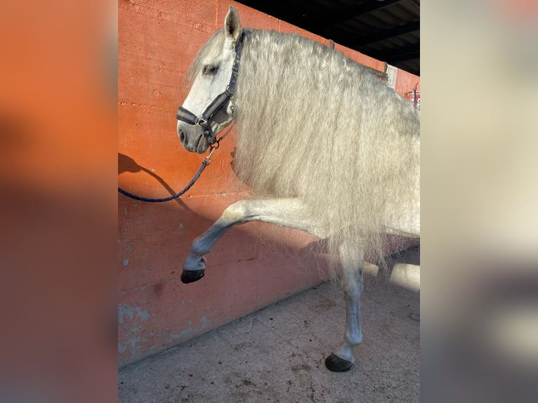 PRE Hengst 11 Jahre 160 cm Schimmel in Lurano