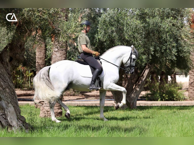 PRE Hengst 11 Jahre 161 cm in Puerto Lumbreras