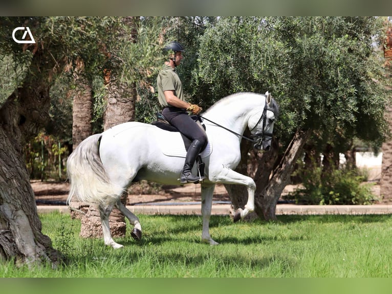 PRE Hengst 11 Jahre 161 cm Schimmel in Puerto Lumbreras