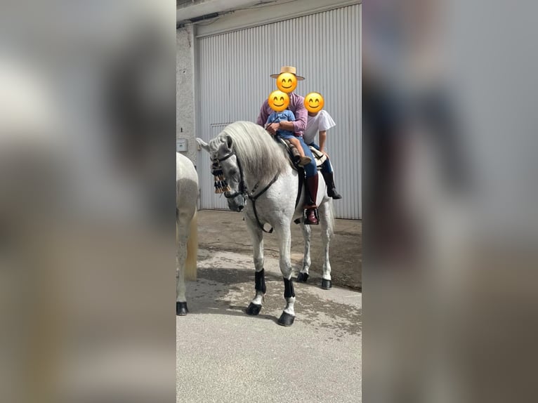 PRE Mix Hengst 11 Jahre 161 cm Schimmel in Dos Hermanas