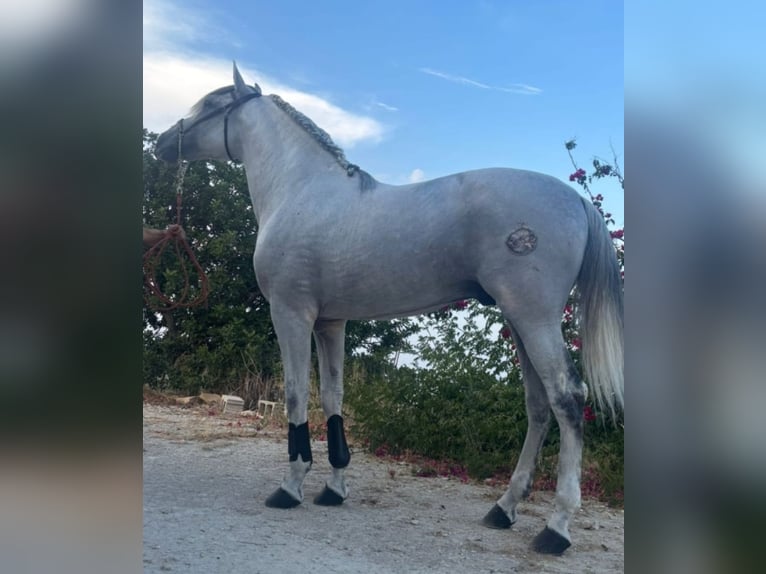 PRE Mix Hengst 11 Jahre 161 cm Schimmel in Dos Hermanas