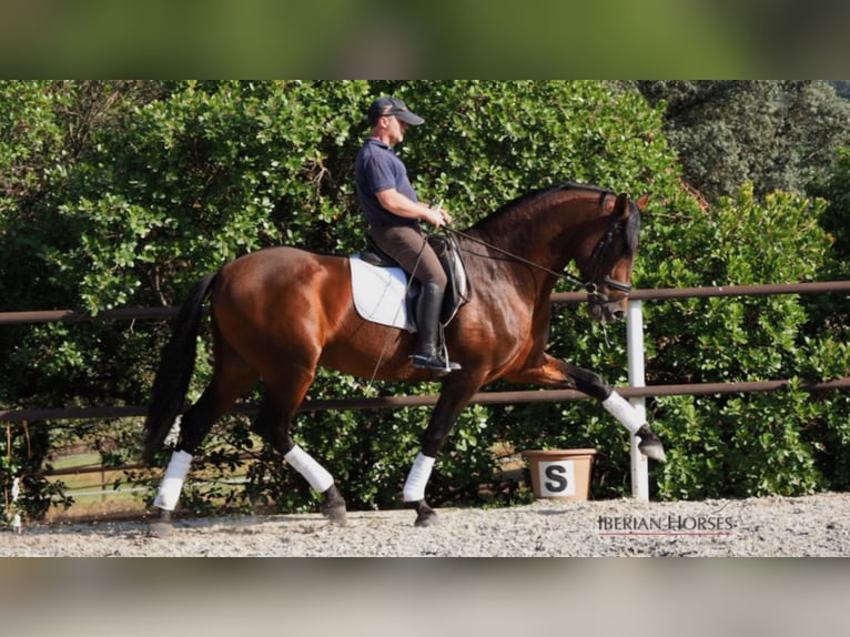 PRE Mix Hengst 11 Jahre 165 cm in NAVAS DEL MADRONO