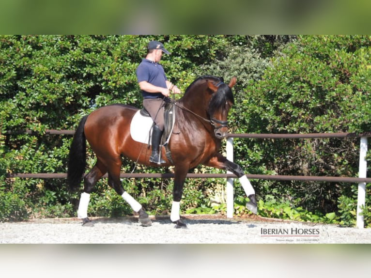PRE Mix Hengst 11 Jahre 165 cm in NAVAS DEL MADRONO