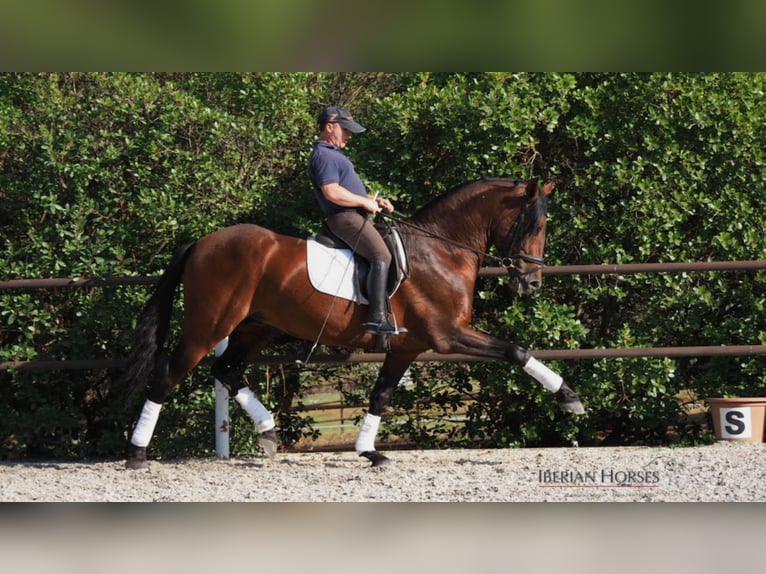 PRE Mix Hengst 11 Jahre 165 cm in NAVAS DEL MADRONO