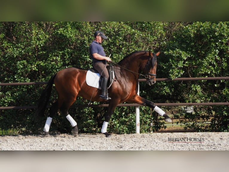 PRE Mix Hengst 11 Jahre 165 cm in NAVAS DEL MADRONO
