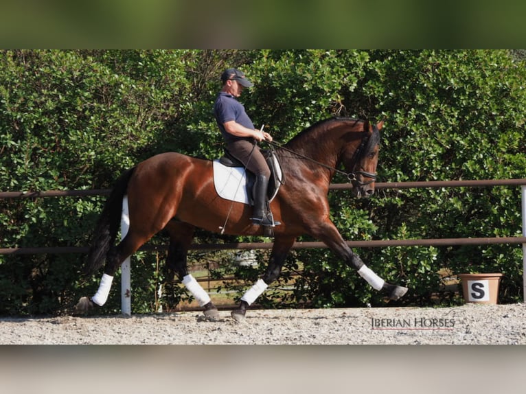 PRE Mix Hengst 11 Jahre 165 cm in NAVAS DEL MADRONO