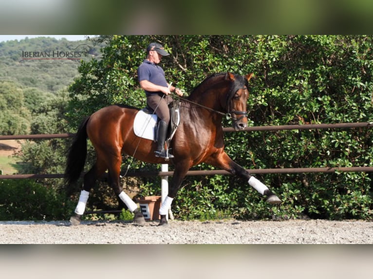 PRE Mix Hengst 11 Jahre 165 cm in NAVAS DEL MADRONO