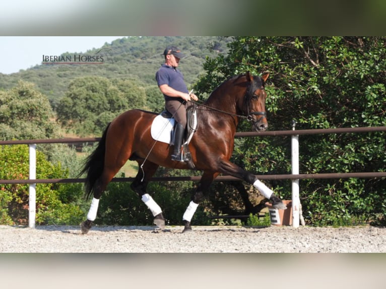 PRE Mix Hengst 11 Jahre 165 cm in NAVAS DEL MADRONO