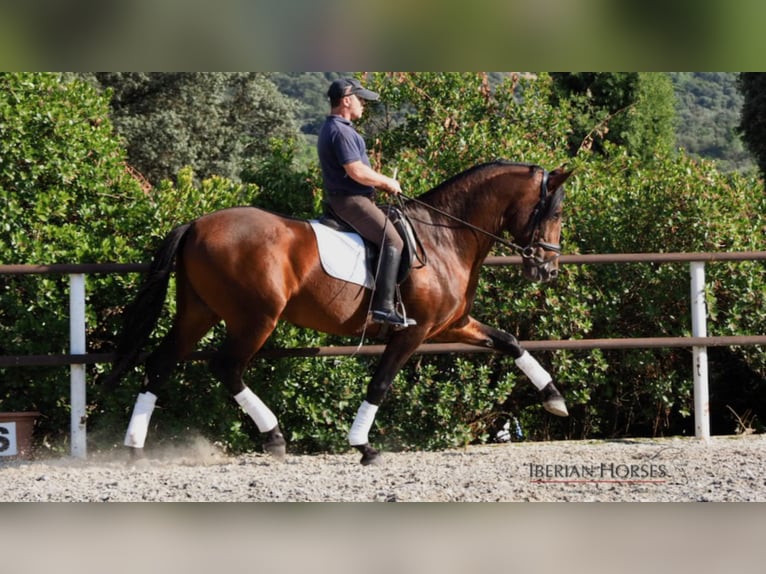 PRE Mix Hengst 11 Jahre 165 cm in NAVAS DEL MADRONO