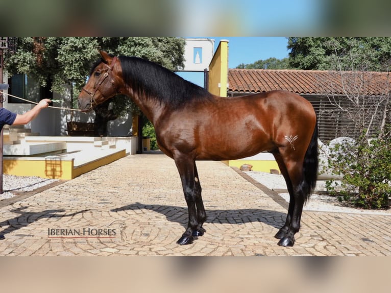 PRE Mix Hengst 11 Jahre 165 cm in NAVAS DEL MADRONO