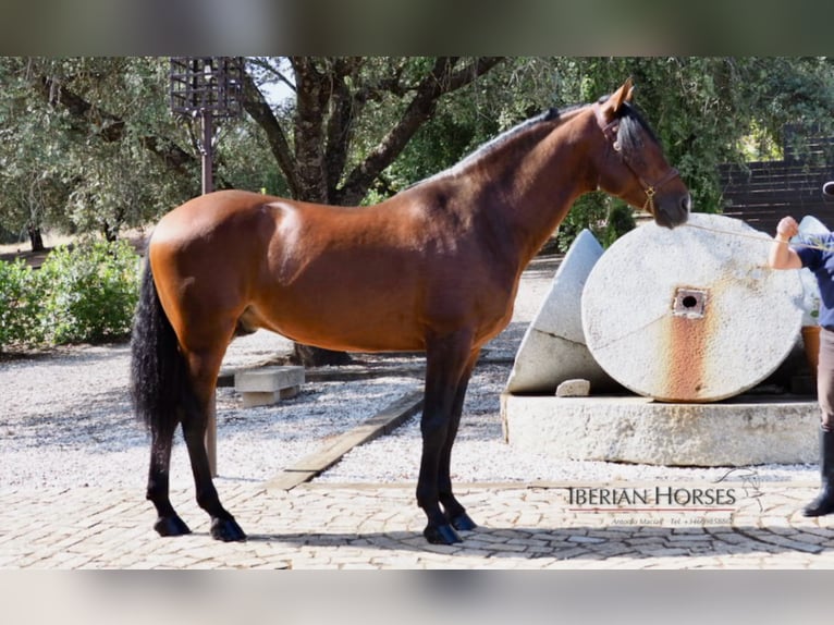 PRE Mix Hengst 11 Jahre 165 cm in NAVAS DEL MADRONO