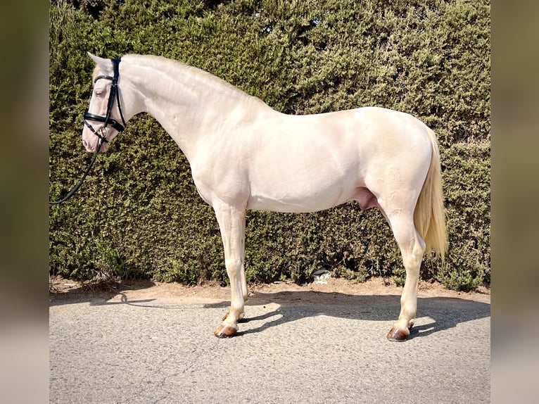 PRE Mix Hengst 11 Jahre 165 cm Pearl in Los Chorlitos