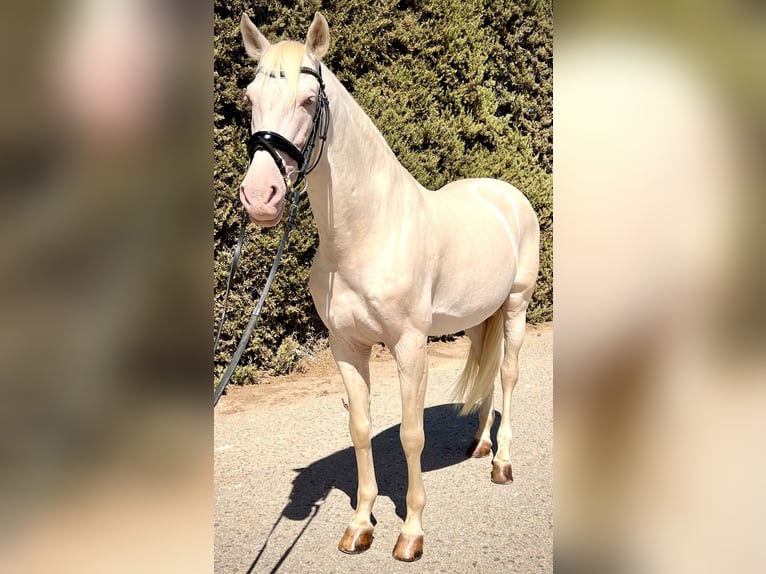 PRE Mix Hengst 11 Jahre 165 cm Pearl in Los Chorlitos
