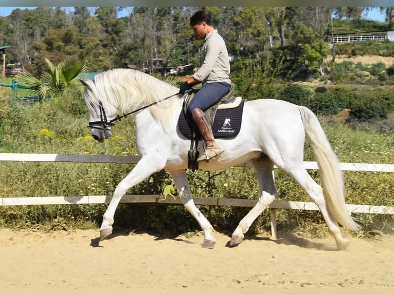 PRE Hengst 11 Jahre 166 cm Schimmel in Provinz Malaga