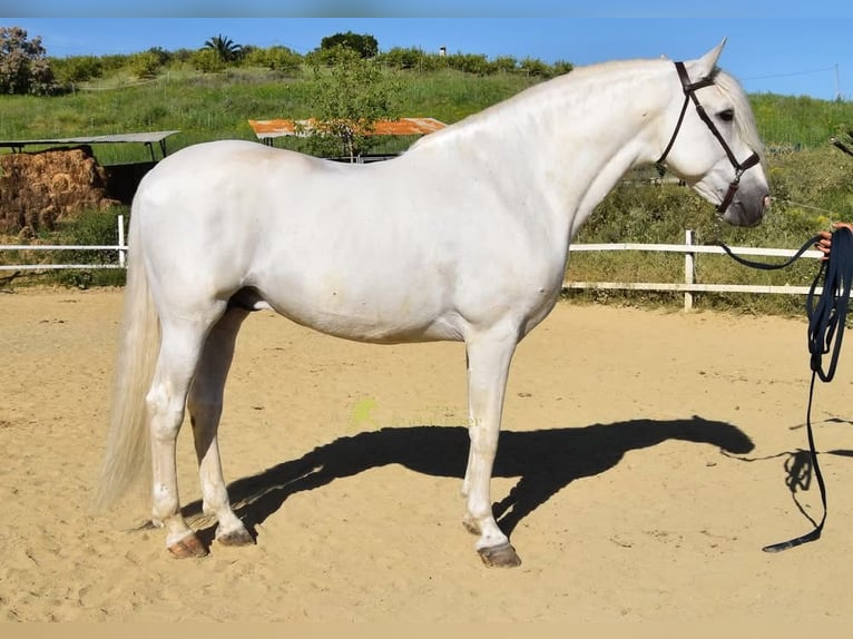 PRE Hengst 11 Jahre 166 cm Schimmel in Provinz Malaga