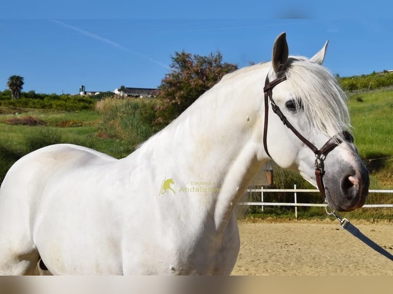 PRE Hengst 11 Jahre 166 cm Schimmel in Provinz Malaga