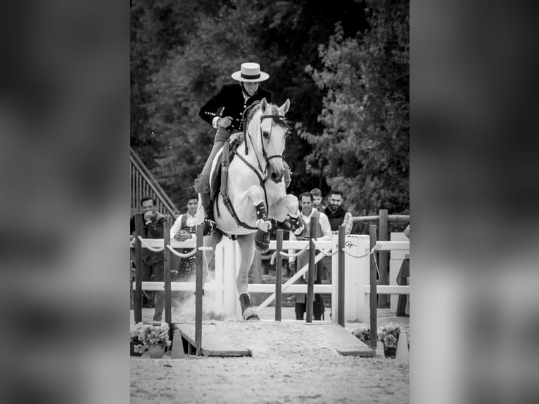 PRE Hengst 11 Jahre 168 cm Schimmel in Jerez De La Frontera