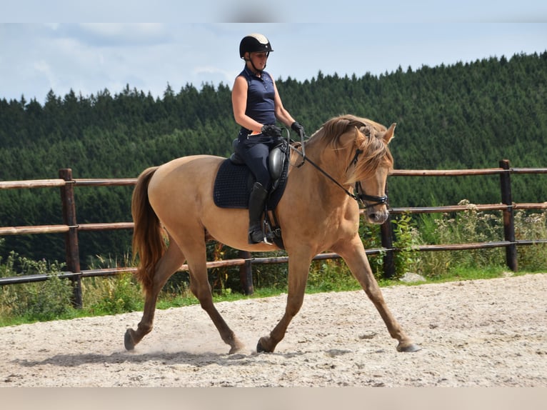 PRE Mix Hengst 11 Jahre 171 cm Pearl in Dochamps