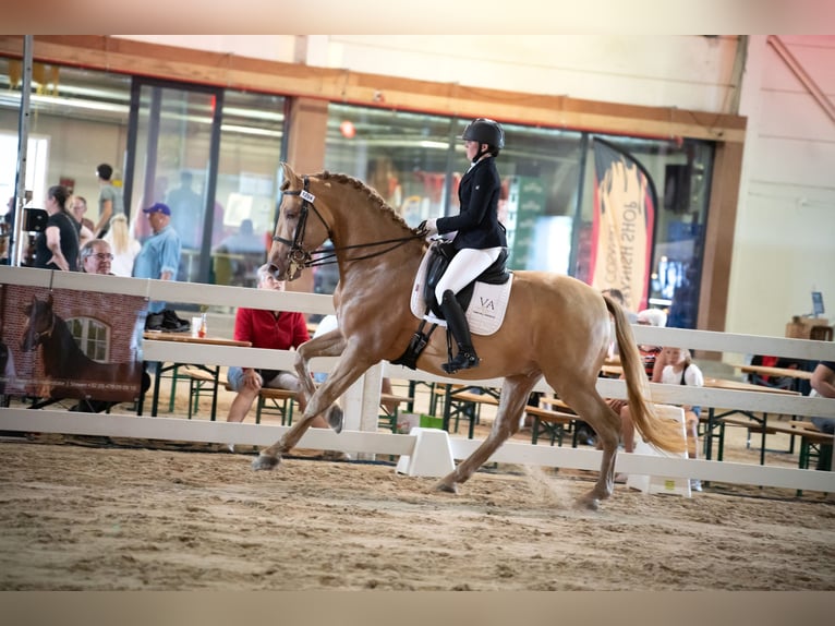 PRE Mix Hengst 11 Jahre 171 cm Pearl in Dochamps