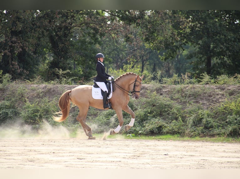 PRE Mix Hengst 11 Jahre 171 cm Pearl in Dochamps